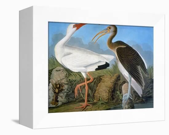Audubon: Ibis-John James Audubon-Framed Premier Image Canvas