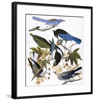 Audubon: Jay And Magpie-John James Audubon-Framed Giclee Print