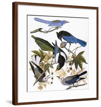 Audubon: Jay And Magpie-John James Audubon-Framed Giclee Print