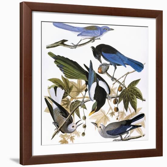 Audubon: Jay And Magpie-John James Audubon-Framed Giclee Print