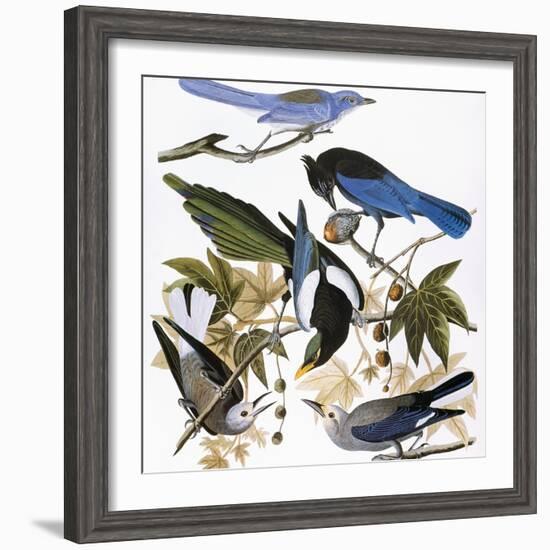 Audubon: Jay And Magpie-John James Audubon-Framed Premium Giclee Print