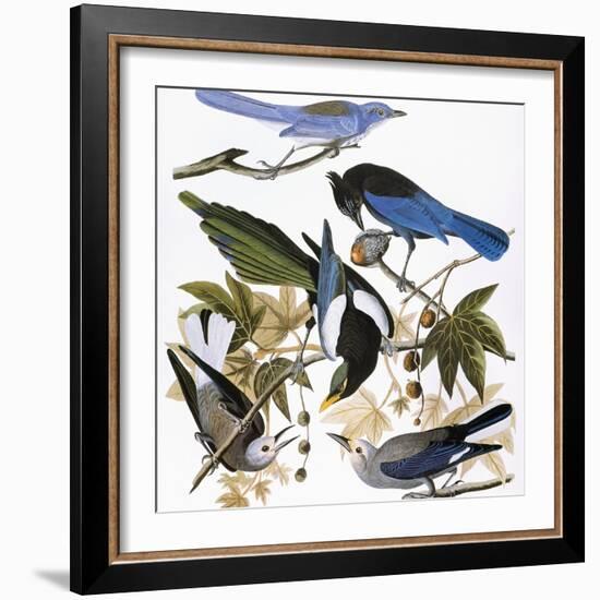 Audubon: Jay And Magpie-John James Audubon-Framed Premium Giclee Print