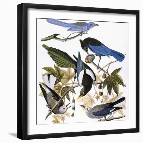 Audubon: Jay And Magpie-John James Audubon-Framed Premium Giclee Print