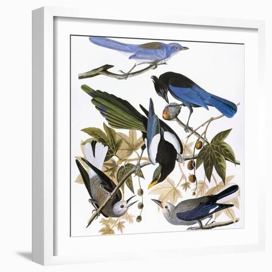 Audubon: Jay And Magpie-John James Audubon-Framed Premium Giclee Print