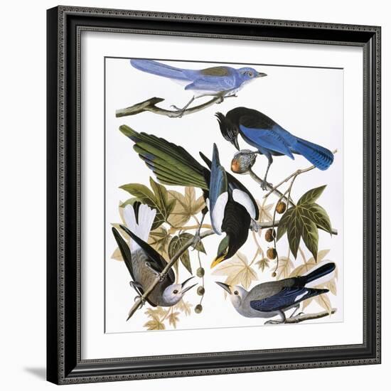 Audubon: Jay And Magpie-John James Audubon-Framed Premium Giclee Print