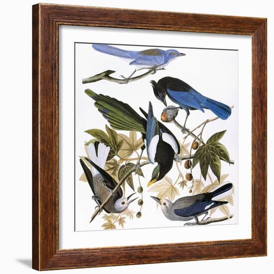 Audubon: Jay And Magpie-John James Audubon-Framed Giclee Print