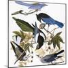 Audubon: Jay And Magpie-John James Audubon-Mounted Giclee Print