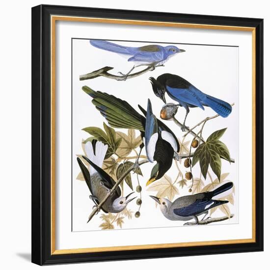 Audubon: Jay And Magpie-John James Audubon-Framed Giclee Print