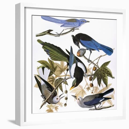 Audubon: Jay And Magpie-John James Audubon-Framed Giclee Print