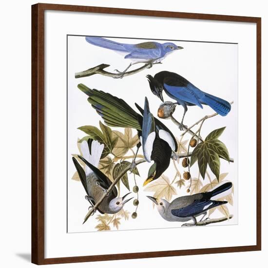 Audubon: Jay And Magpie-John James Audubon-Framed Premium Giclee Print