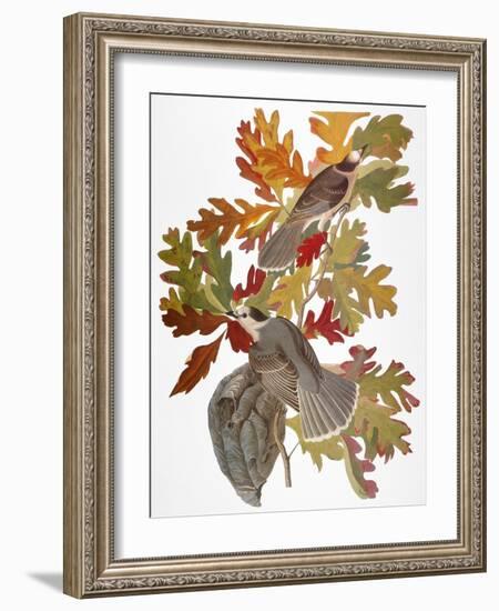 Audubon: Jay-John James Audubon-Framed Giclee Print