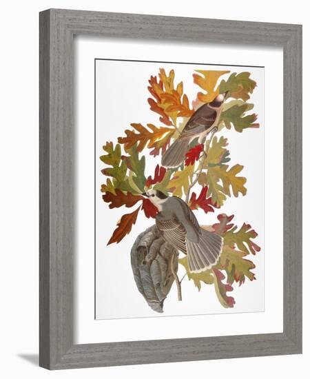 Audubon: Jay-John James Audubon-Framed Giclee Print