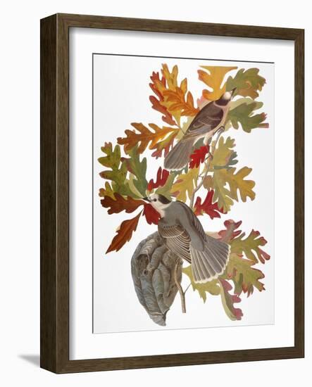 Audubon: Jay-John James Audubon-Framed Giclee Print