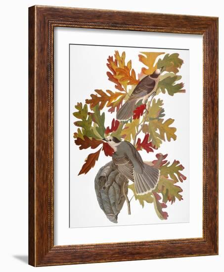Audubon: Jay-John James Audubon-Framed Giclee Print