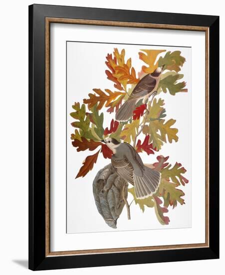 Audubon: Jay-John James Audubon-Framed Giclee Print