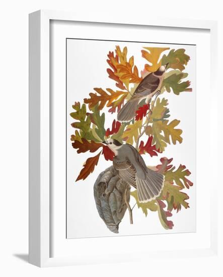 Audubon: Jay-John James Audubon-Framed Giclee Print