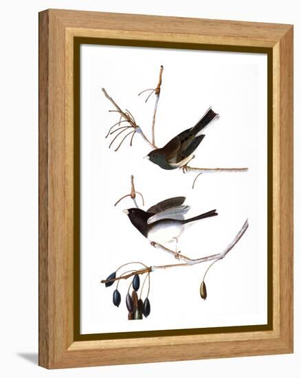 Audubon: Junco, 1827-John James Audubon-Framed Premier Image Canvas