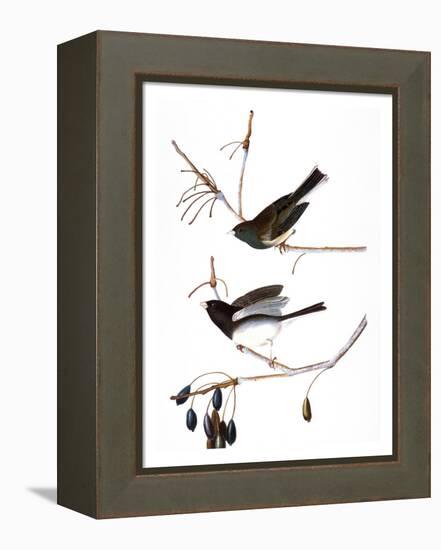 Audubon: Junco, 1827-John James Audubon-Framed Premier Image Canvas