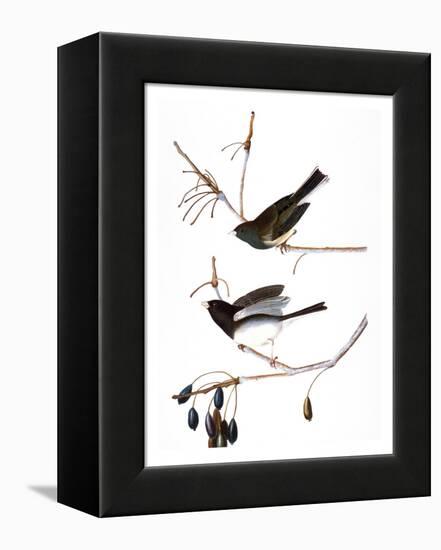 Audubon: Junco, 1827-John James Audubon-Framed Premier Image Canvas