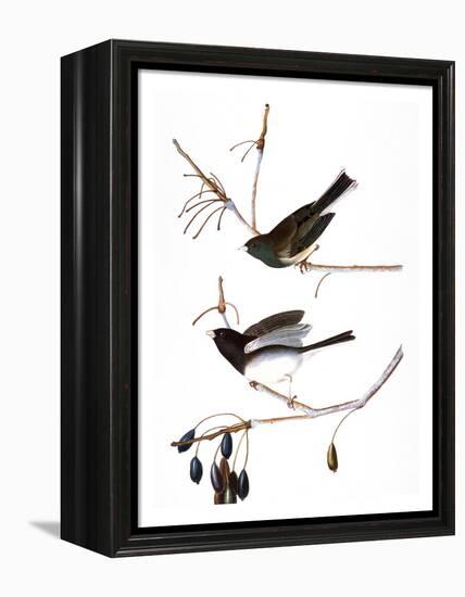 Audubon: Junco, 1827-John James Audubon-Framed Premier Image Canvas