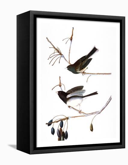 Audubon: Junco, 1827-John James Audubon-Framed Premier Image Canvas