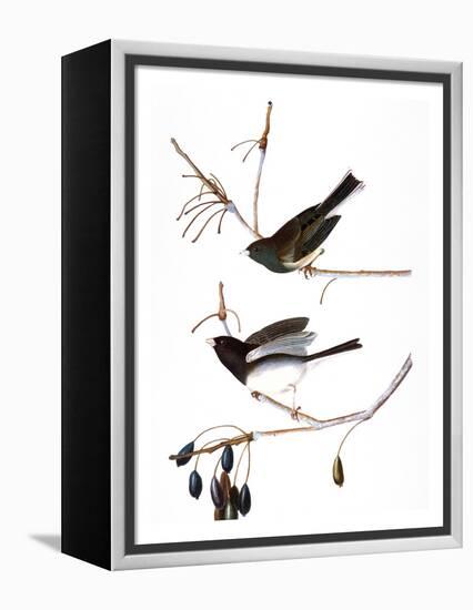 Audubon: Junco, 1827-John James Audubon-Framed Premier Image Canvas