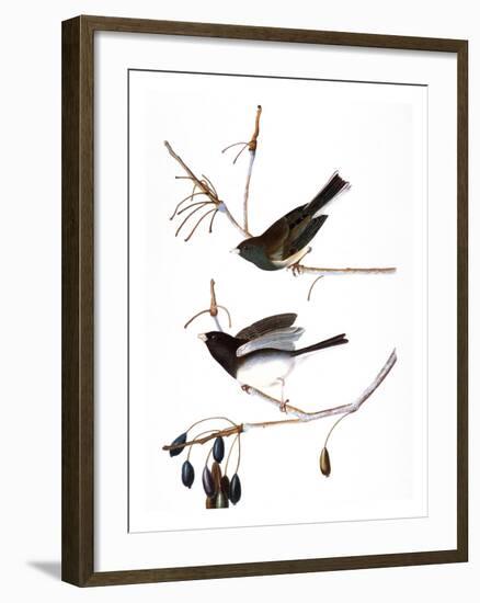 Audubon: Junco, 1827-John James Audubon-Framed Premium Giclee Print