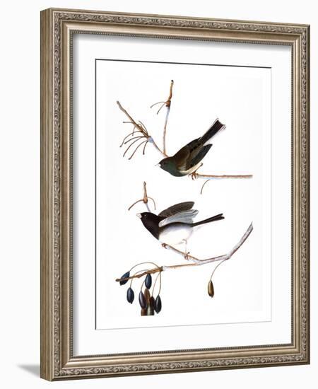 Audubon: Junco, 1827-John James Audubon-Framed Giclee Print