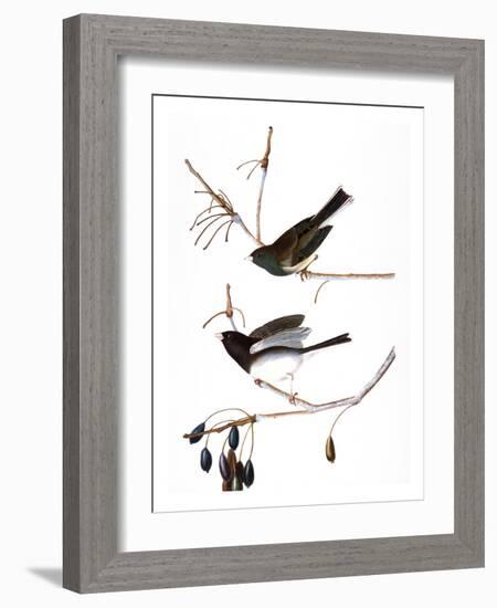 Audubon: Junco, 1827-John James Audubon-Framed Giclee Print