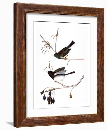 Audubon: Junco, 1827-John James Audubon-Framed Giclee Print