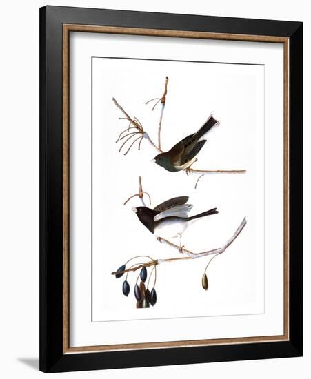 Audubon: Junco, 1827-John James Audubon-Framed Giclee Print