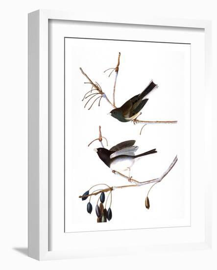 Audubon: Junco, 1827-John James Audubon-Framed Giclee Print