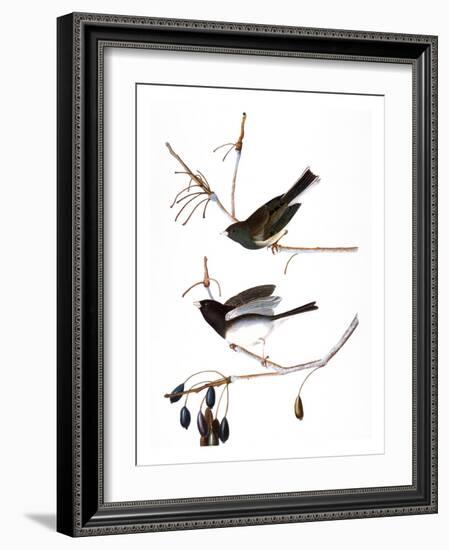 Audubon: Junco, 1827-John James Audubon-Framed Giclee Print