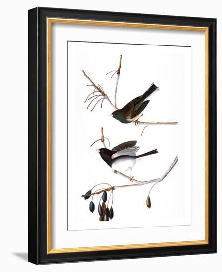 Audubon: Junco, 1827-John James Audubon-Framed Giclee Print