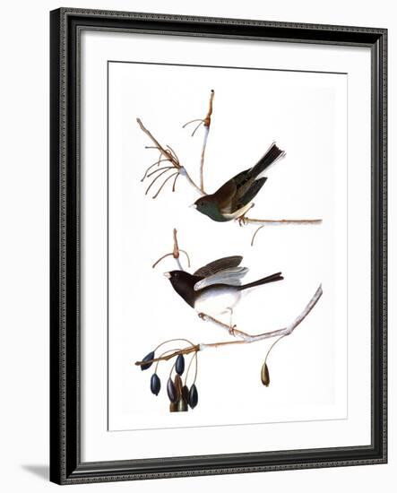 Audubon: Junco, 1827-John James Audubon-Framed Giclee Print