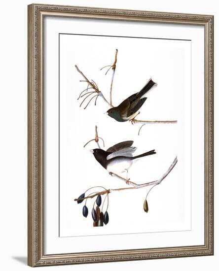 Audubon: Junco, 1827-John James Audubon-Framed Giclee Print