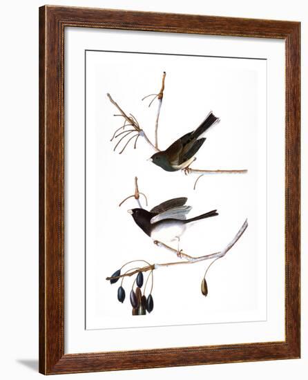 Audubon: Junco, 1827-John James Audubon-Framed Giclee Print