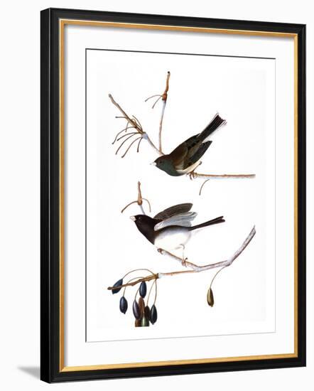 Audubon: Junco, 1827-John James Audubon-Framed Giclee Print