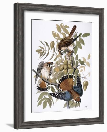 Audubon: Kestrel, 1827-John James Audubon-Framed Giclee Print