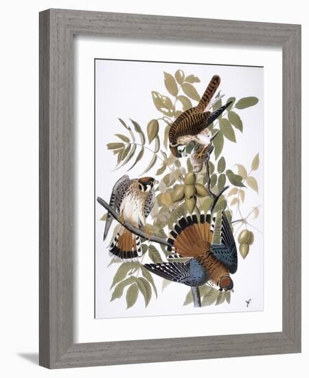 Audubon: Kestrel, 1827-John James Audubon-Framed Giclee Print