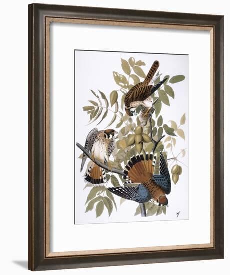 Audubon: Kestrel, 1827-John James Audubon-Framed Giclee Print