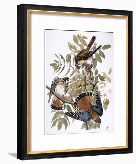 Audubon: Kestrel, 1827-John James Audubon-Framed Giclee Print