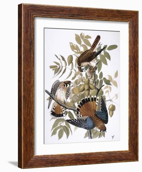 Audubon: Kestrel, 1827-John James Audubon-Framed Giclee Print