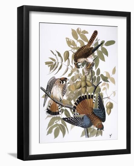 Audubon: Kestrel, 1827-John James Audubon-Framed Giclee Print