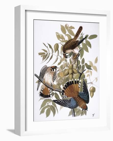 Audubon: Kestrel, 1827-John James Audubon-Framed Giclee Print