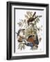 Audubon: Kestrel, 1827-John James Audubon-Framed Giclee Print