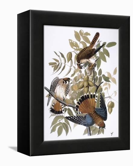Audubon: Kestrel, 1827-John James Audubon-Framed Premier Image Canvas