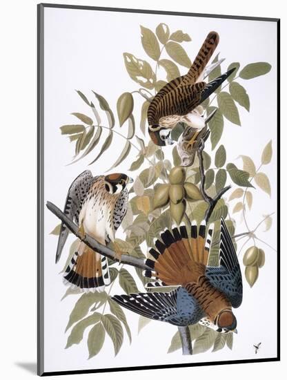 Audubon: Kestrel, 1827-John James Audubon-Mounted Premium Giclee Print