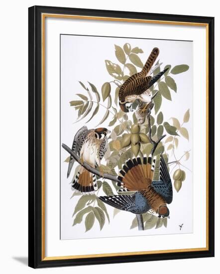 Audubon: Kestrel, 1827-John James Audubon-Framed Premium Giclee Print