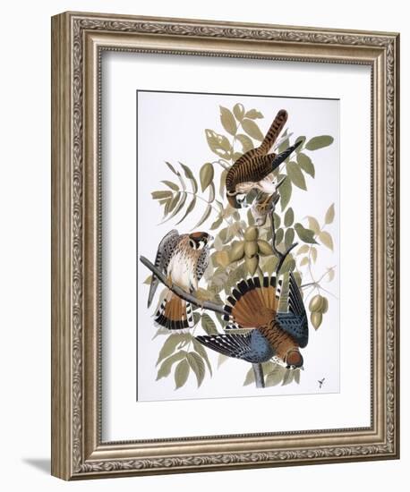 Audubon: Kestrel, 1827-John James Audubon-Framed Giclee Print